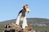 FOX TERRIER 388